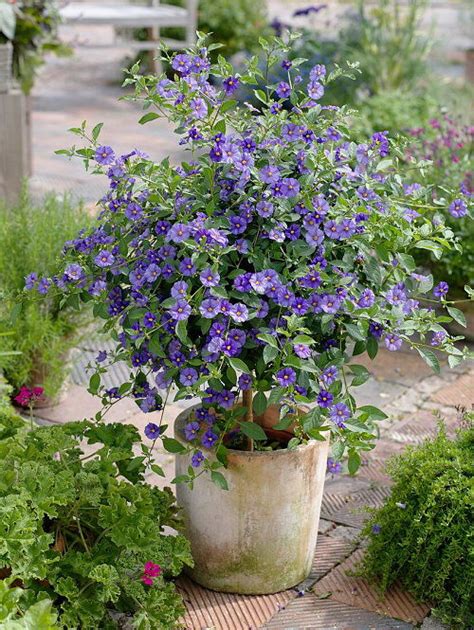 Enciánový stromček - Lycianthes rantonnetii syn. Solanum rantonnetii s modrofialovými kvetmi