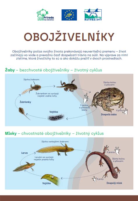 Životný cyklus obojživelníka