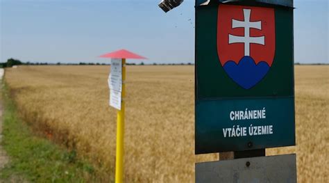 Samec dropa veľkého počas tokania