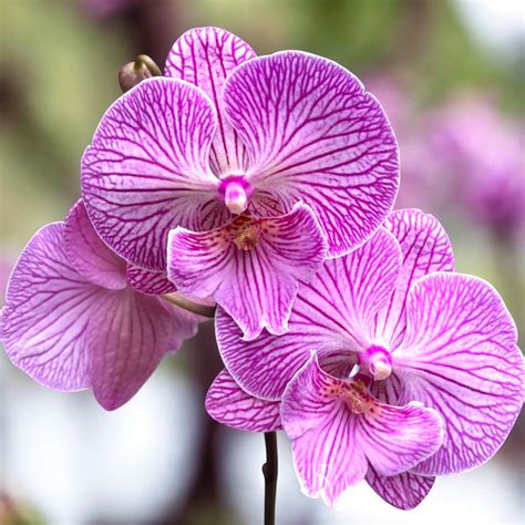 kvety orchideí