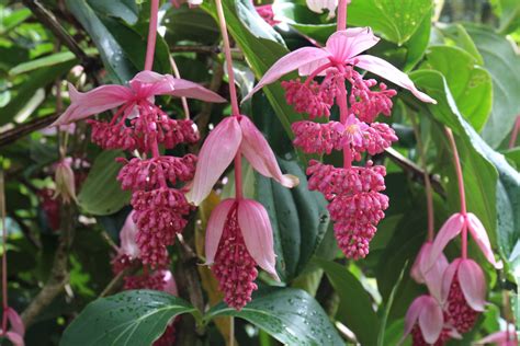 kvitnúca medinilla