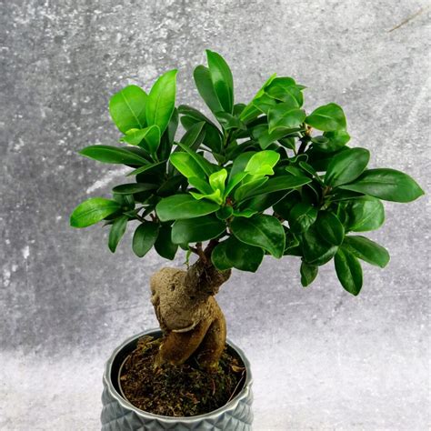 Fikus Bonsai