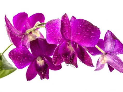 Rôzne farby orchideí