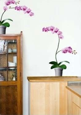 Orchidea ako dekorácia v interiéri