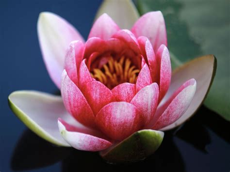 Lotosový kvet v ajurvédskej medicíne