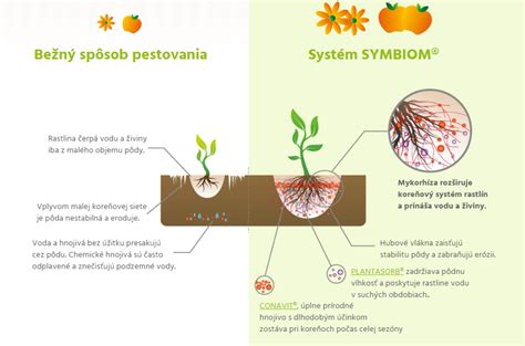 Mykorízne spojenie koreňa rastliny s hubou