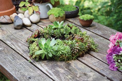 Rôzne druhy a farebné varianty skalných ruží v kvetináčoch