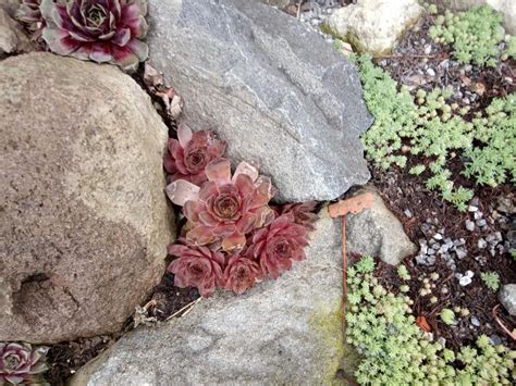 Skalné ruže zasadené v štrkovom záhone