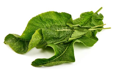 Čerstvé listy skalnej ruže a šťava z nich pre liečebné účely