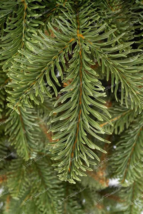 Detail modrozeleného ihličia jedle srienistej