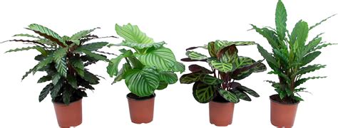 Rôzne druhy Calathea s ich charakteristickými listami