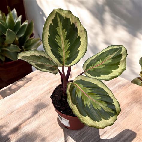 Ilustrácia ideálneho umiestnenia Calathea s nepriamym svetlom