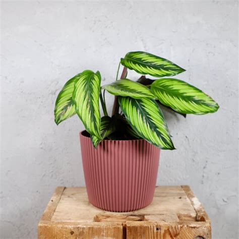 Zvlhčovač vzduchu ako pomôcka pri pestovaní Calathea