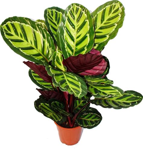 Ilustrácia pohybujúcich sa listov Calathea počas dňa a noci