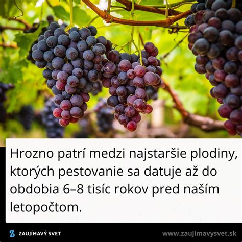 Zrelé strapce hrozna na viniči