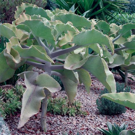 Kalanchoe beharensis - listy