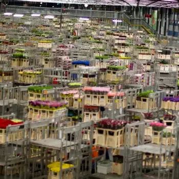 holandská kvetinová burza