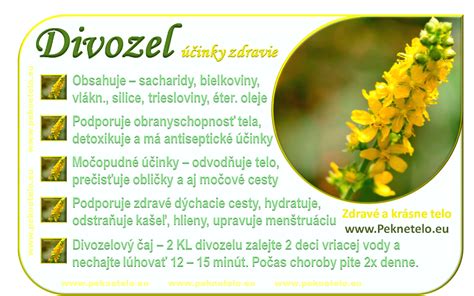 rastlina divozelu veľkokvetého