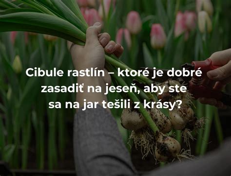 Príklady vegetatívneho rozmnožovania rastlín - odnože, hľuzy, cibule