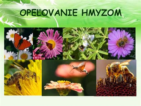 Ilustrácia opelenia rastliny hmyzom