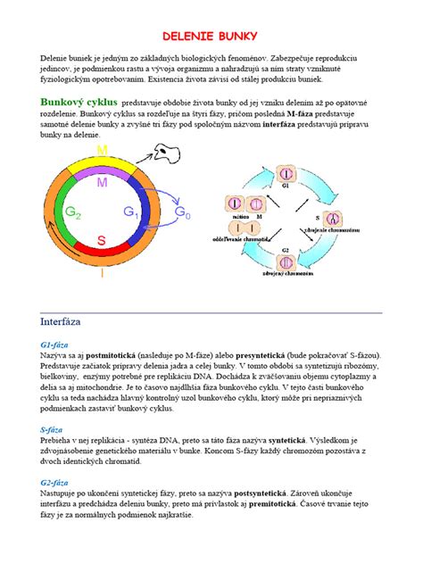 Schéma nepohlavného rozmnožovania: delenie, pučanie, fragmentácia