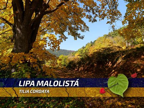 Ilustrácia listov lipy malolistej a veľkolistej