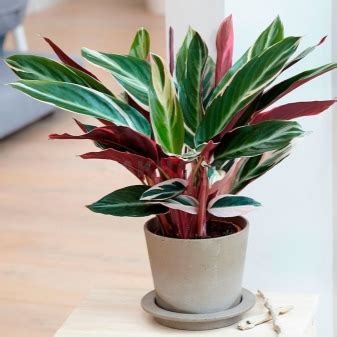 Izbové rastliny s červenými listami