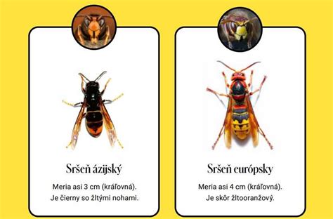 Porovnanie krytokorenného a voľnokorenného sadbového materiálu