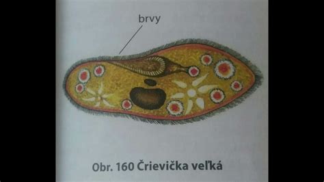 Črievička papučkovitá