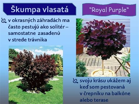 Škumpa ako solitér v záhradnej kompozícii