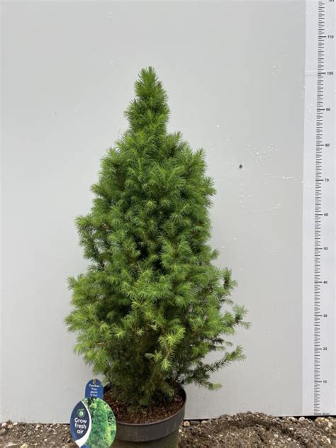 Porovnanie Smreka bieleho 'Conica' a 'Conica Blue'