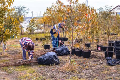 Kalendár znázorňujúci optimálne obdobia na výsadbu ovocných stromov a kríkov