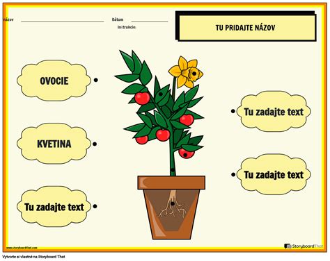 Anatomia kvetu rumančeka