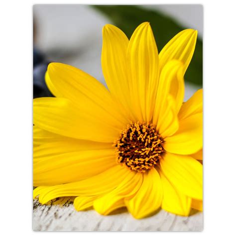 Zbierka fotografií vysokých žltých kvetov ako sú ľalie a rudbeckie.