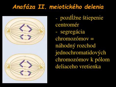 Schéma meiózy - redukčného delenia