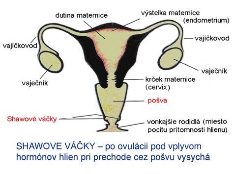 Anatómia ženských pohlavných orgánov