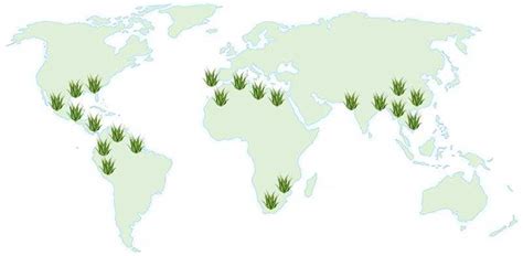 Mapa pestovateľských oblastí Aloe vera