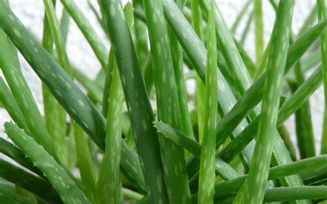 Rozličné produkty z Aloe vera