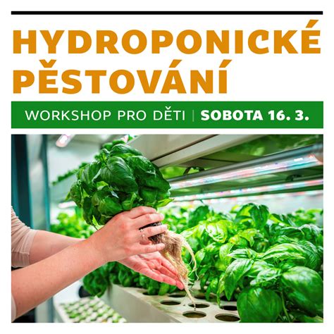 Ilustrácia dennej starostlivosti o hydroponické paradajky