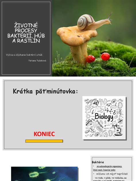 Infografika symbiotických vzťahov húb a rastlín