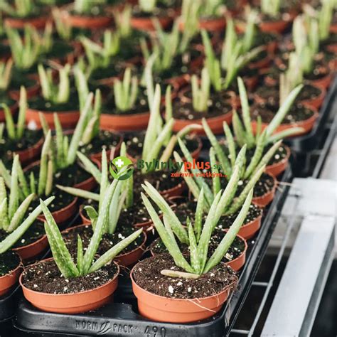 Aloe Vera rastúca v kvetináči