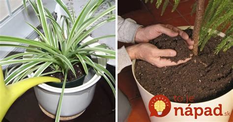 Schematické znázornenie správnej zálievky rastliny