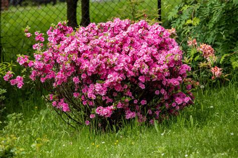 Japonská azalka (Azalea japonica) v záhrade