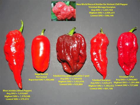 Sadenica chilli Trinidad Scorpion Moruga
