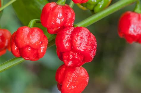 Zrelé plody Trinidad Scorpion Moruga