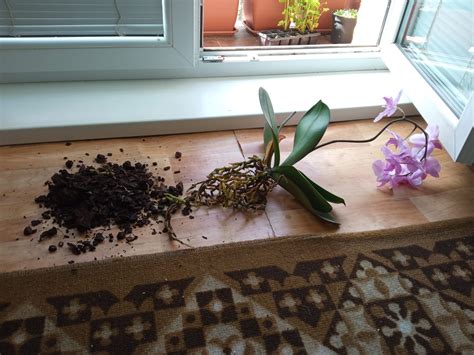 Návod na presádzanie orchideí