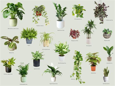 Rastliny do tmavej miestnosti infografika