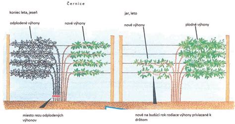 Schéma emerzného pestovania rastlín