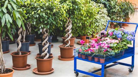 Rastlinky Anubias pestované emerzne v kvetináčoch