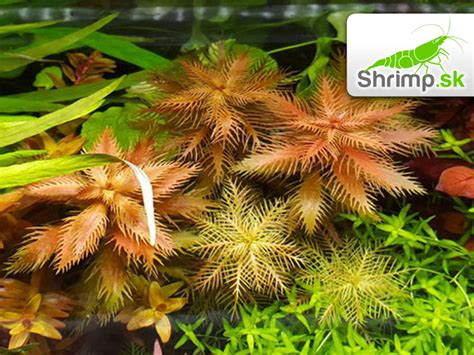 Ukážka kvitnúceho Echinodorusu v emerznej forme